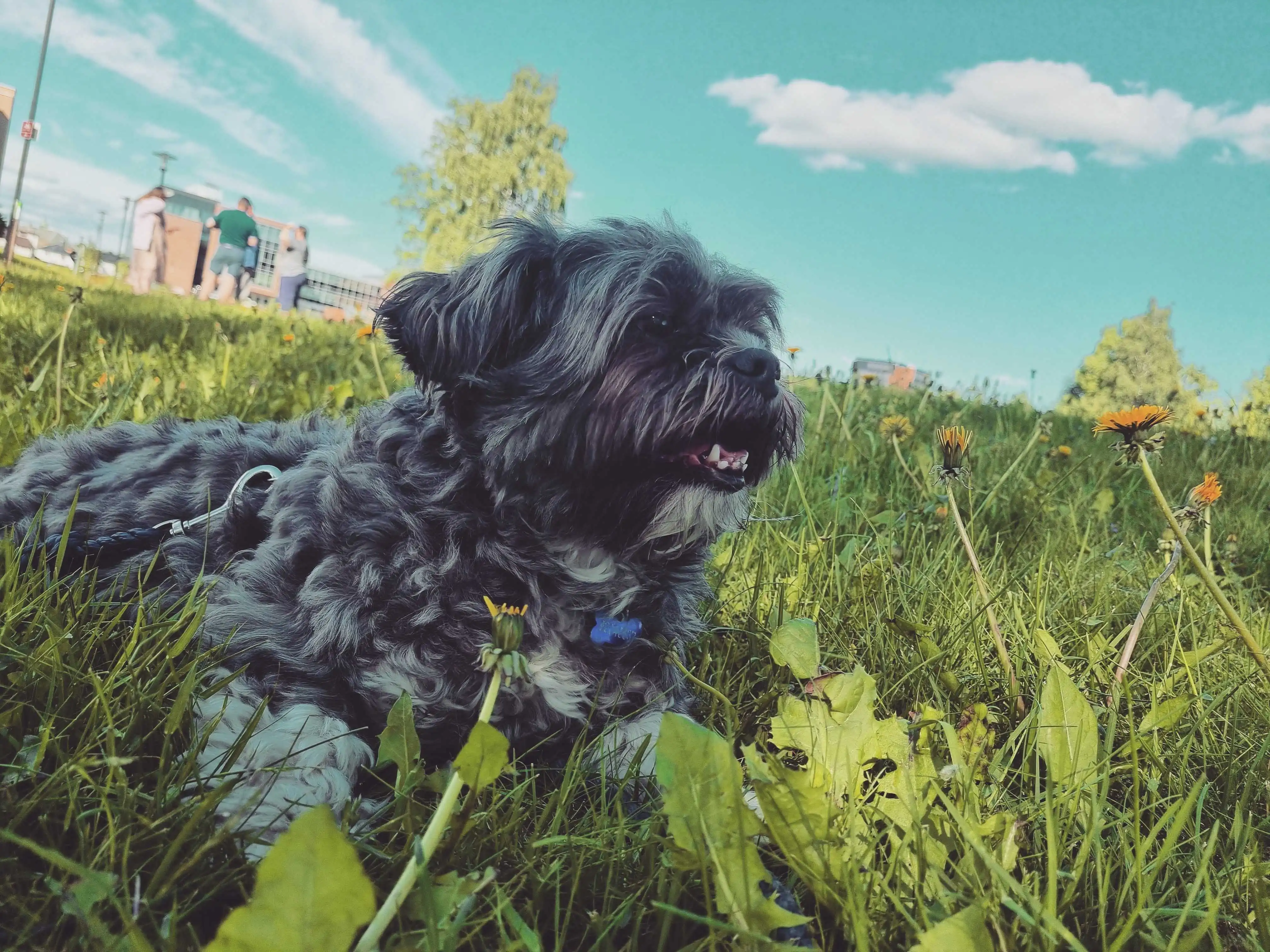 Closeup of a small, grey and white fluffy dog